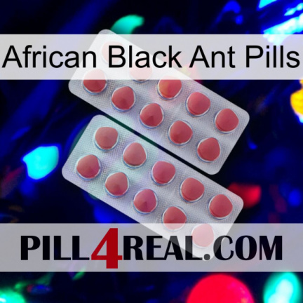 African Black Ant Pills 19